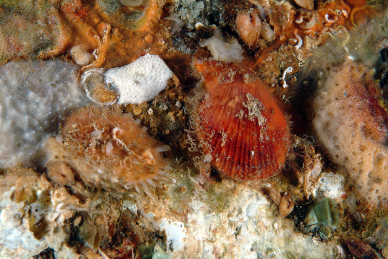 Spondylus gaederopus